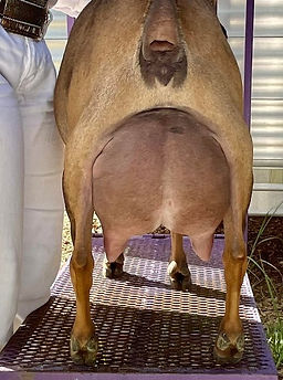 starla+udder+ritny.jpg