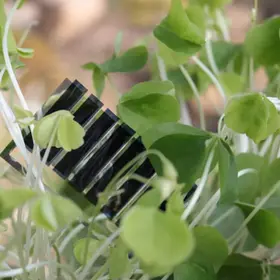 Biodegradable Solar Module Monitors Plant Growth