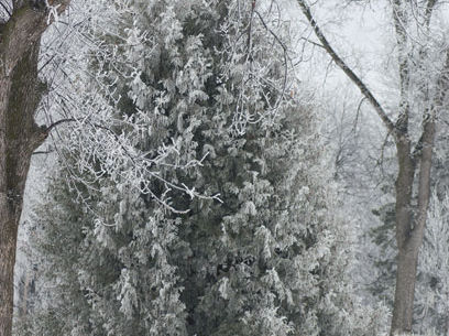 Winter-Pine-Tree.jpg