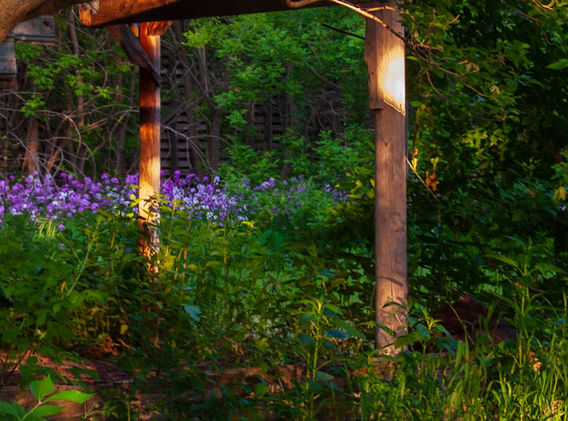 Purple-Flowers.jpg