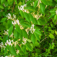 Little-White-Flowers.jpg