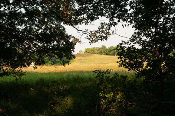 Forest canopy framed hill