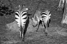 Zebras Gaia Zoo.JPG