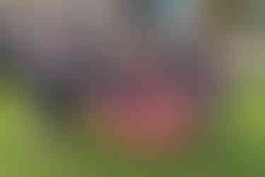 Ohio Township Hosts a Fun-Filled Community Day Celebration