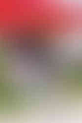 Peters Township’s 45th Annual Community Day