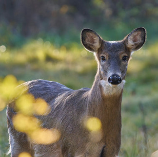 A deer is standing in a grassy field with its head turned to the side.