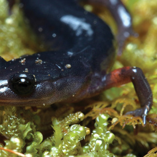 A small black frog sits on a mossy surface.