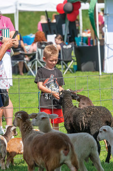 Child petting animals at a small community petting zoo.