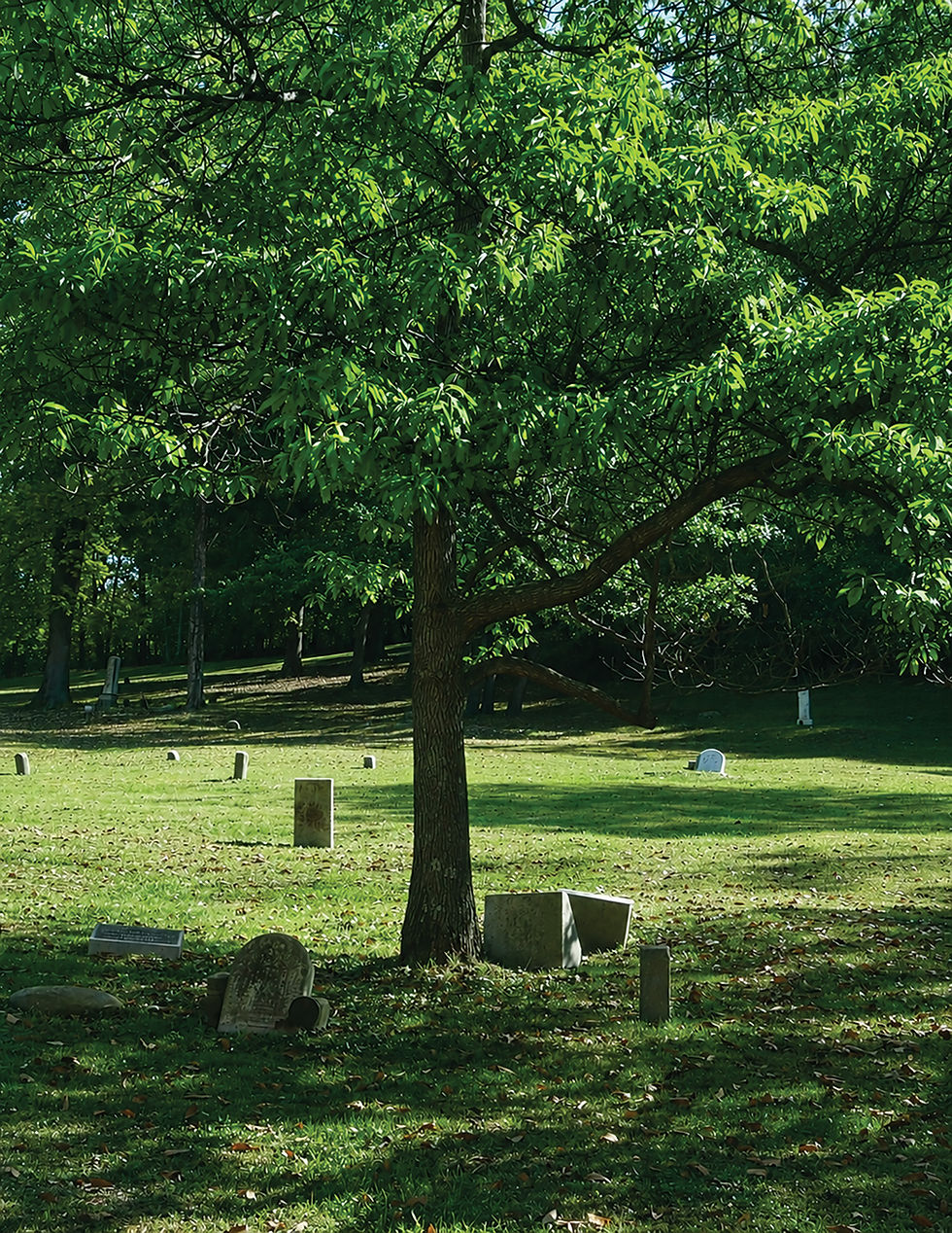 A photographic, sunlit view into a historic cemetery. A large, mature deciduous tree with dense green foliage stands prominently in the center-right foreground, casting dappled shadows on the grassy ground. The grass is scattered with fallen brown leaves. Several old, weathered, and varying styles of headstones and grave markers are scattered across the rolling, sun-dappled green lawn under a canopy of trees in the background.