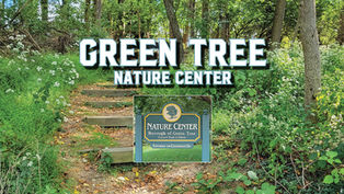 A peaceful, sunlit walking trail winding through a dense forest at the Green Tree Nature Center. The natural dirt and gravel path starts in the foreground and curves gently toward the left background, surrounded on both sides by lush green grass, groundcover, and thick foliage. Tall, mature trees with full green summer leaves line the trail, creating a soft canopy overhead that allows bright patches of sunlight to filter down and cast dappled shadows across the path. The overall atmosphere is quiet, serene, and deeply natural.