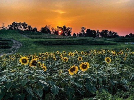 Sunflower field at sunrise