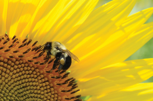 Sunflower with a bee