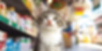 Local pet shops with treats, toys and pet accessories for your dog or cat. Plus, pet bakeries that offer gourmet cookies, cakes, biscuits and more for canines and kitties.