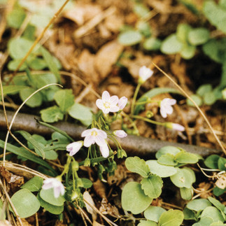 A small plant with white flowers is growing in the woods.