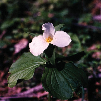 A flower with a yellow center is growing in a forest.