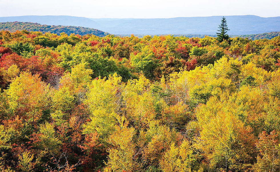 An aerial, panoramic view of an expansive forest canopy during peak autumn. The scene is a dense tapestry of yellow, gold, and orange leaves, with patches of deep red. In the distance, hazy blue mountain ranges are visible under a pale sky. A single, tall, dark green pine tree stands out on the right side of the ridge.