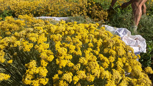 Grande distillation d’Hélichryse 2023