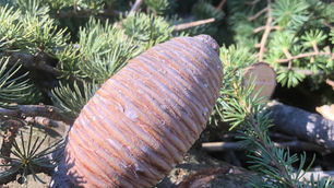 À la rencontre du Cèdre de l’Atlas des Cévennes