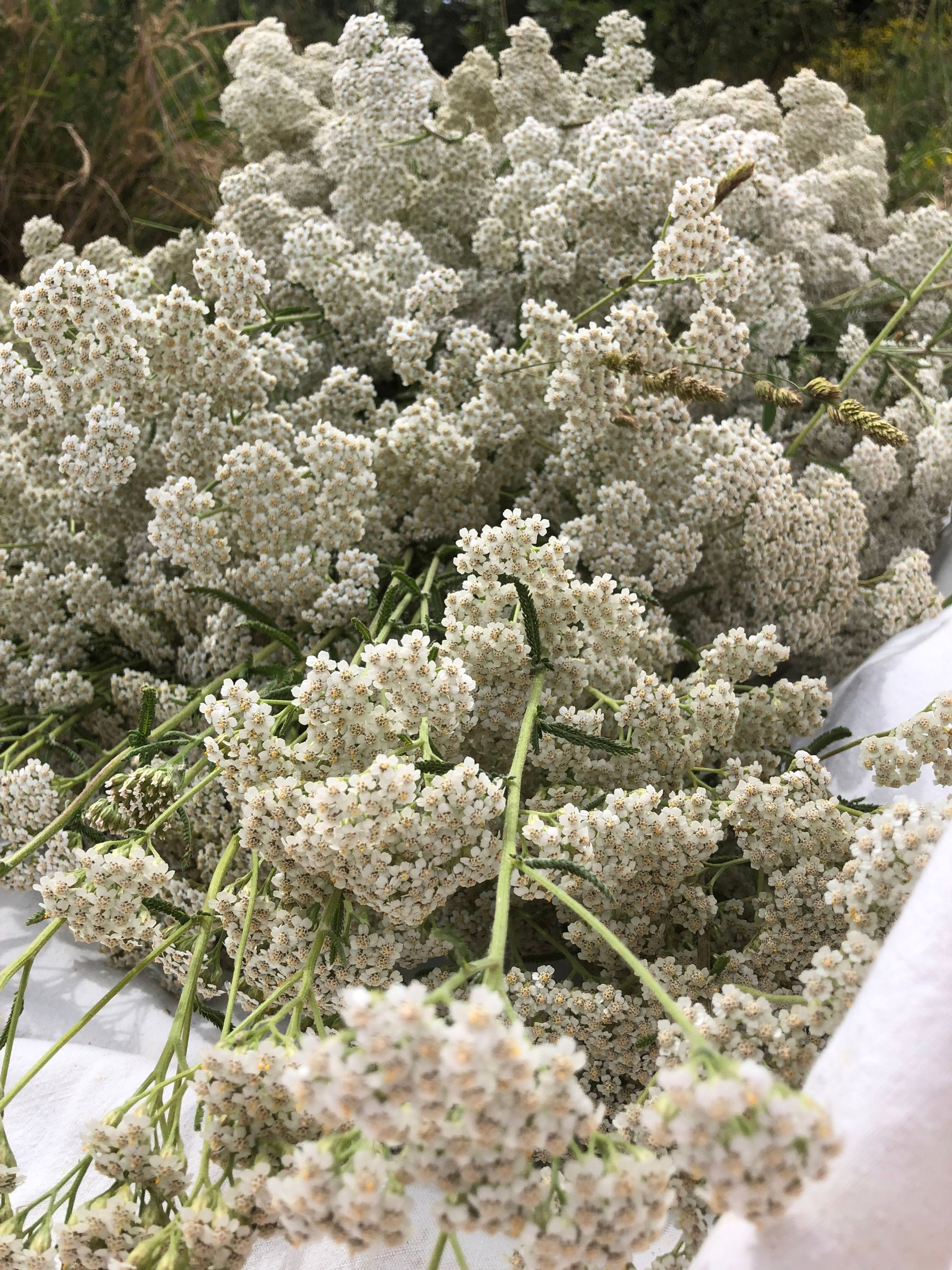 Huile essentielle d'Achillée millefeuille