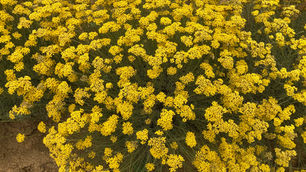 Hélichryses rayonnantes