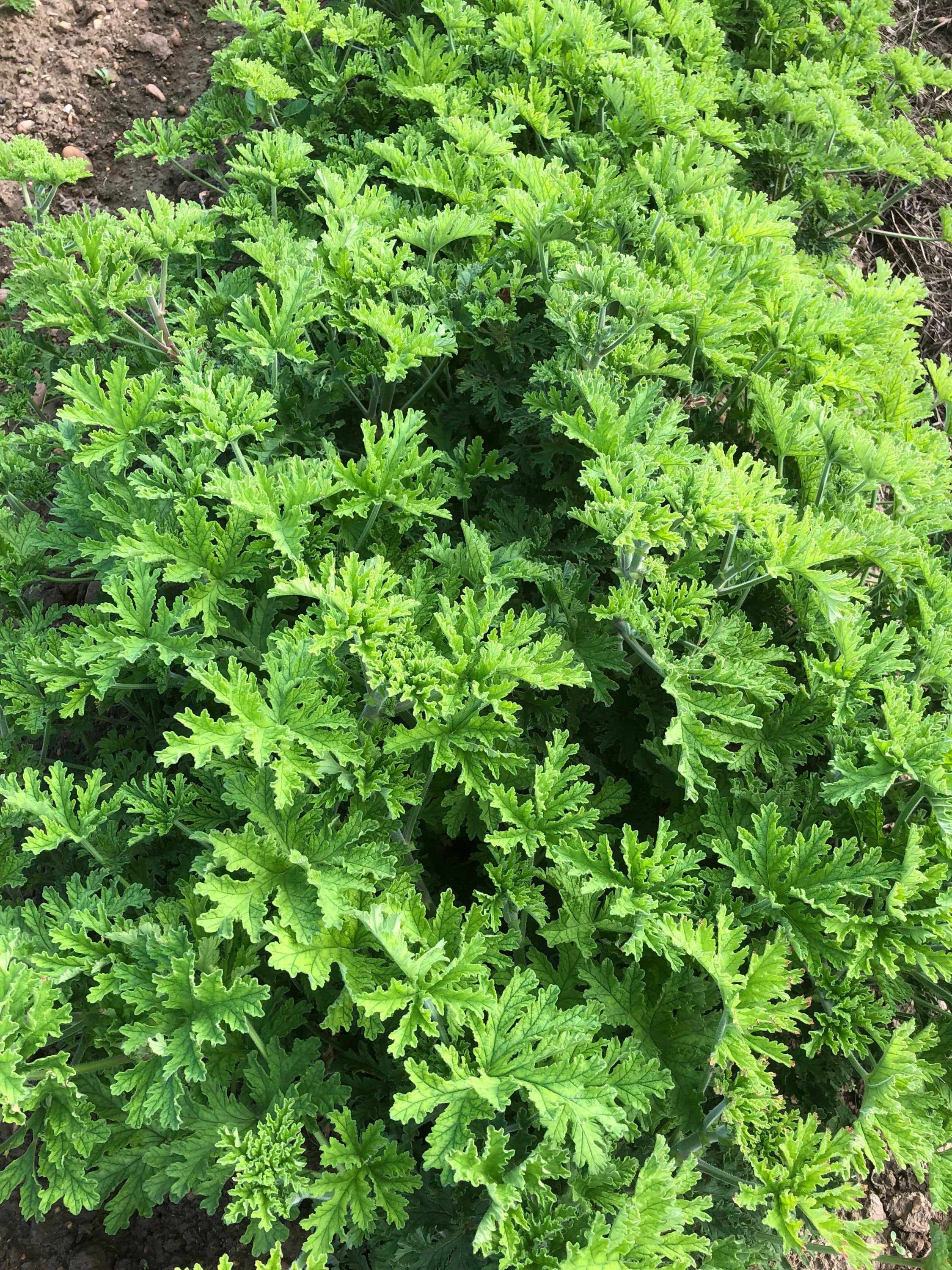 Huile essentielle de Géranium rosat