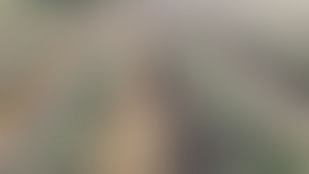 Deux rencontres de distillation de Lavandin ce mois d’août