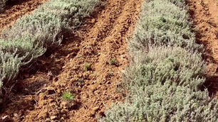 Nos Hélichryse Bio de La Bastide d’Engras