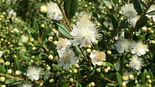 Rencontre avec le Myrte