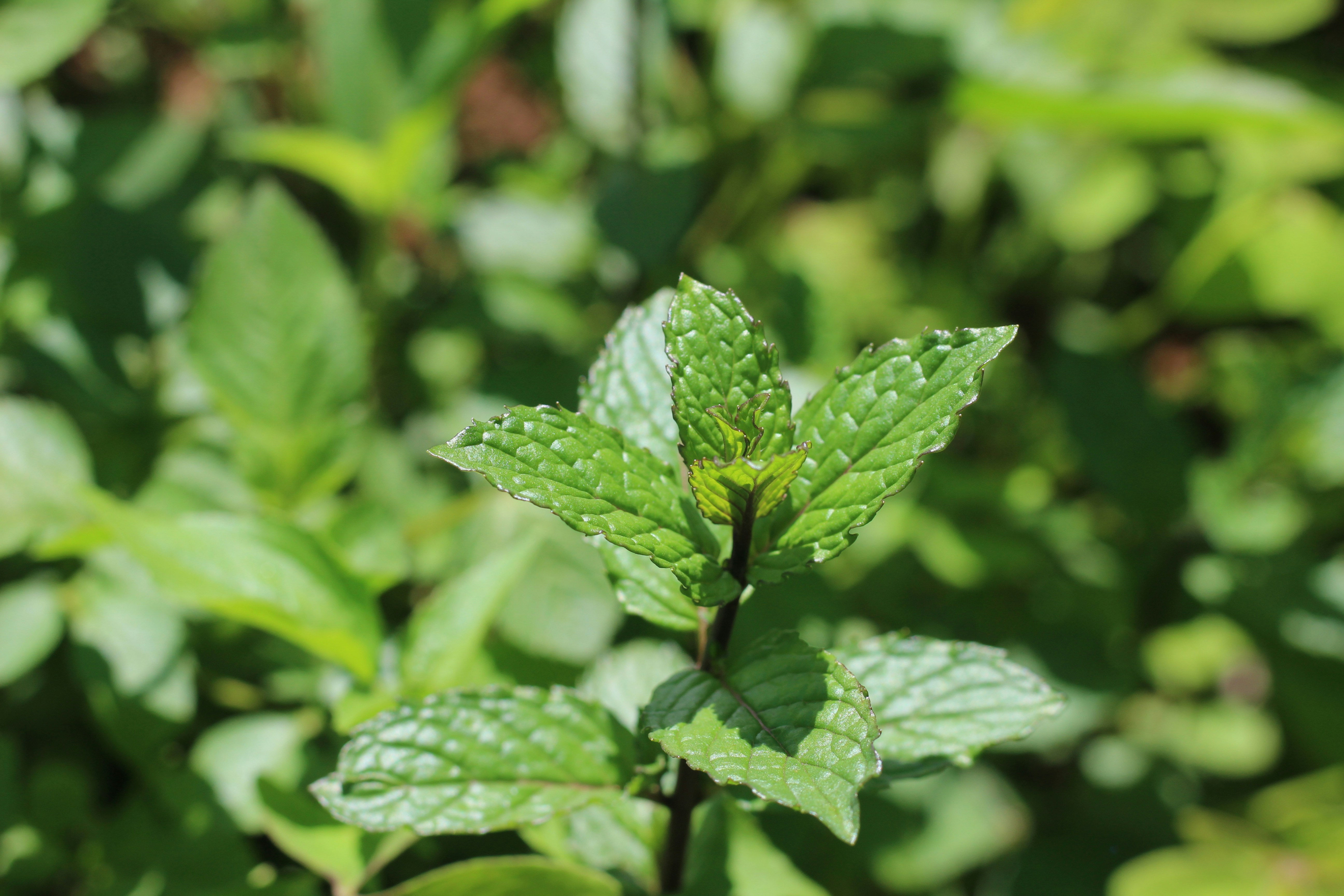 Huile essentielle Bio de Menthe poivrée  – Mentha piperita 