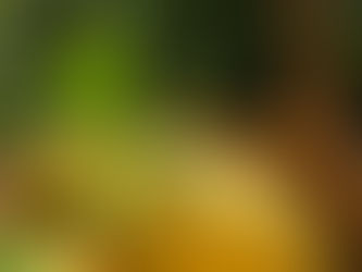 Récolte de nos Pamplemousses Bio disponible dés demain