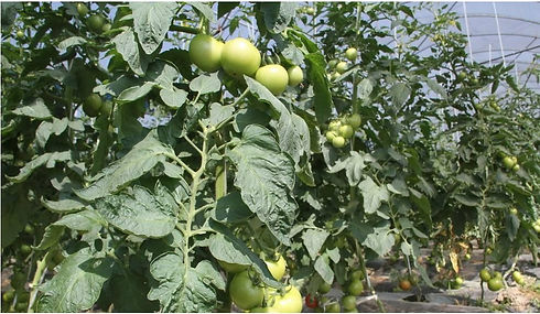 tomato2.jfif