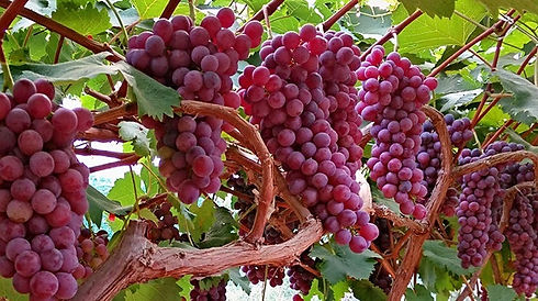 grape.jpg
