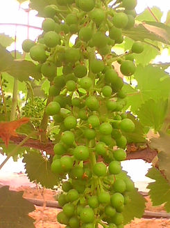 grape-peng.jfif