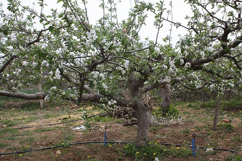 apple flower.jfif
