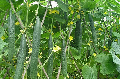 cucumber2.jfif