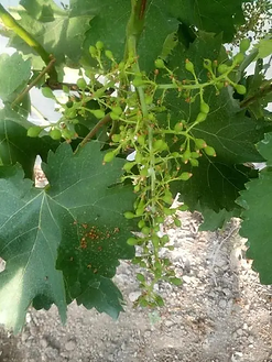 grape-peng.jpg