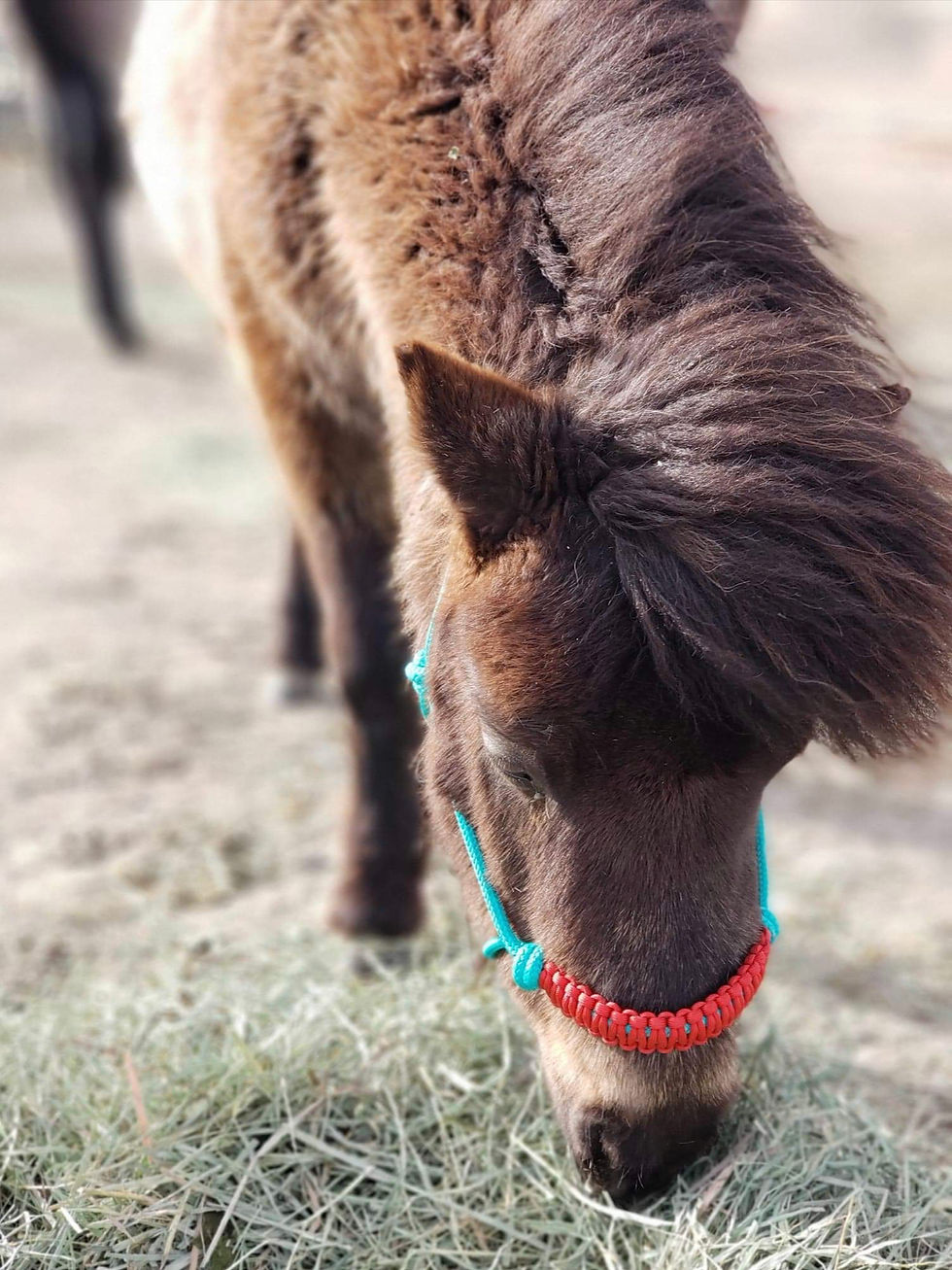 Thumbnail: Miniature Horse Halters (soft)