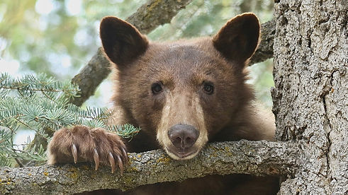 BEAR DR.jpg