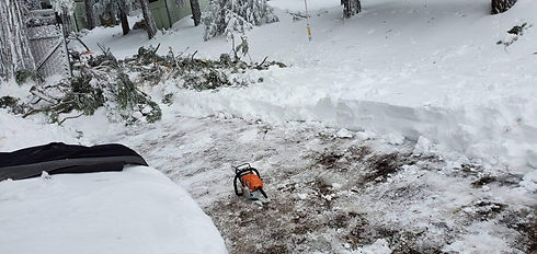 Snow with branches Micah Kiter.jpg