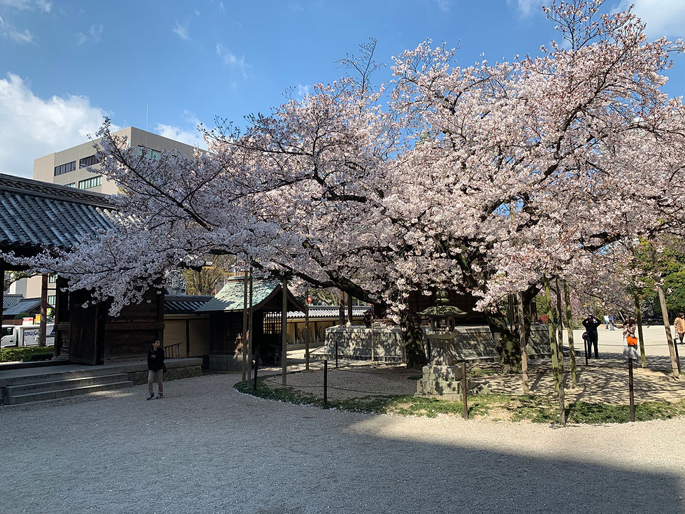 Cherry blossom at Tochoji temple
