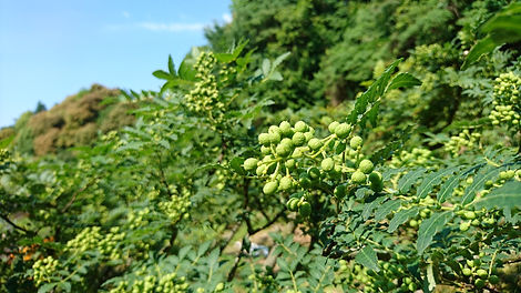 山椒画像1.JPG