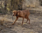 Hank