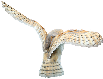barn_owl_stock___no_bg_by_hyperactive_ac