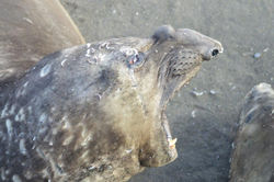 Élephant_de_mer_qui_baille