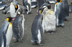Quelques_manchots_royaux_n'ont_pas_encore_terminé_de_muer