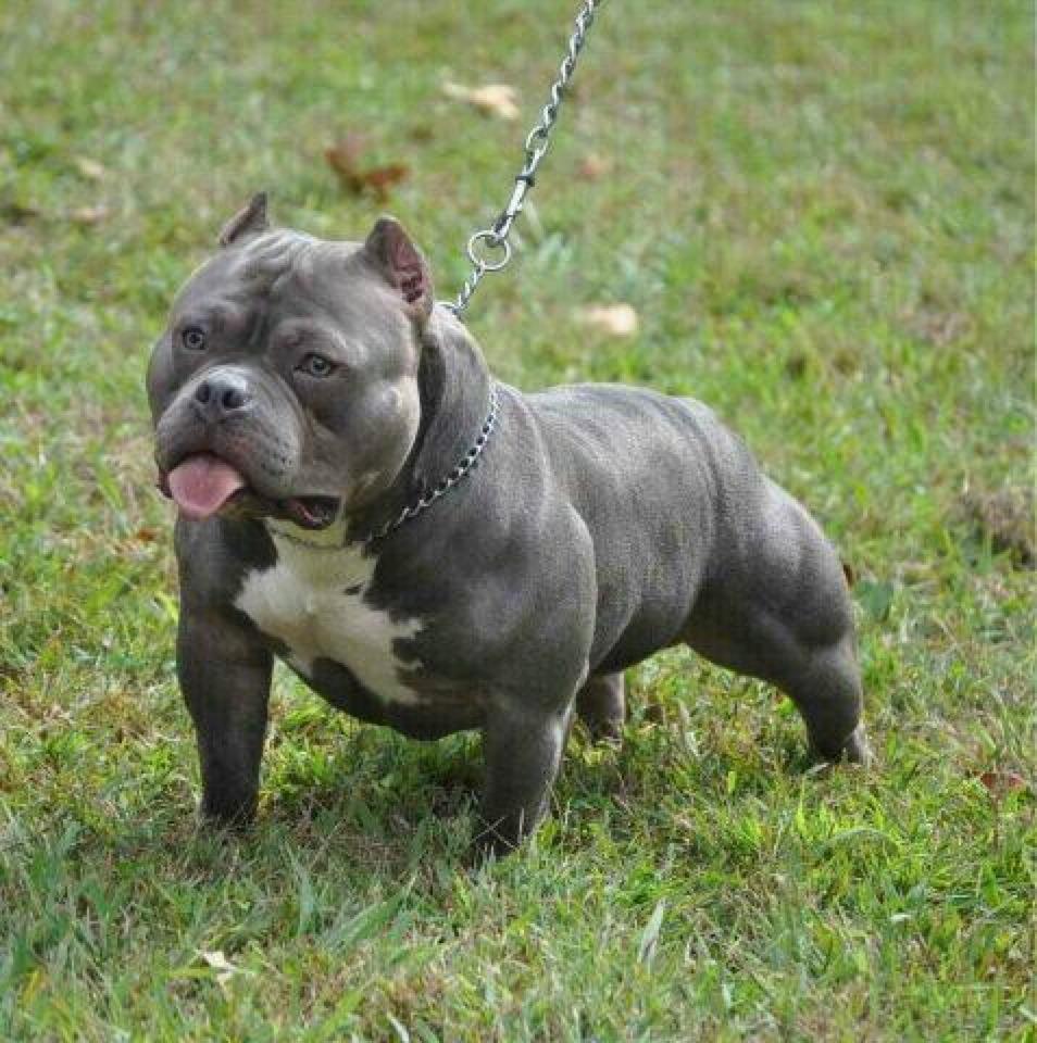 american bully gordo