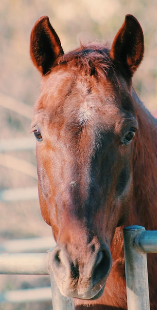 Okie the therapy horse in Orange County CA