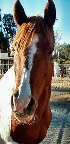 Journey the therapy horse in Orange County CA