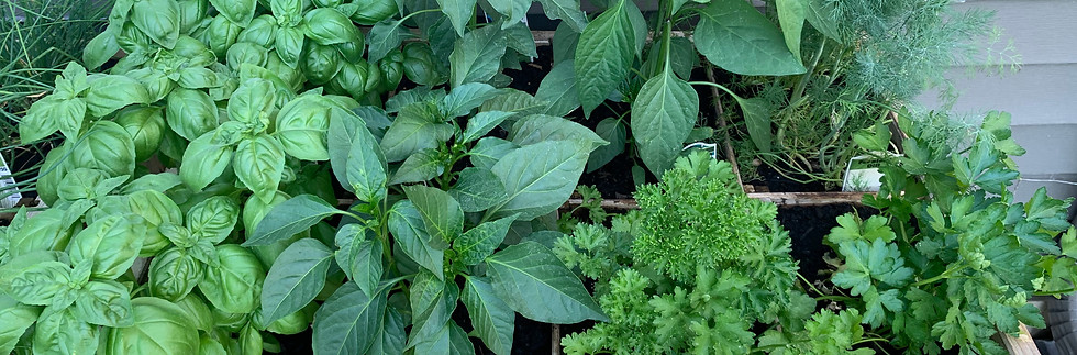 herb 1.jpeg