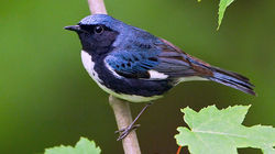 Black-throated Blue Warbler